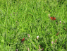 2006 09 20 Butterflies in Flanders Field