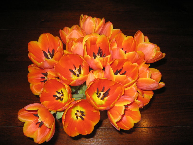 2008 03 09 Tulip Blaze