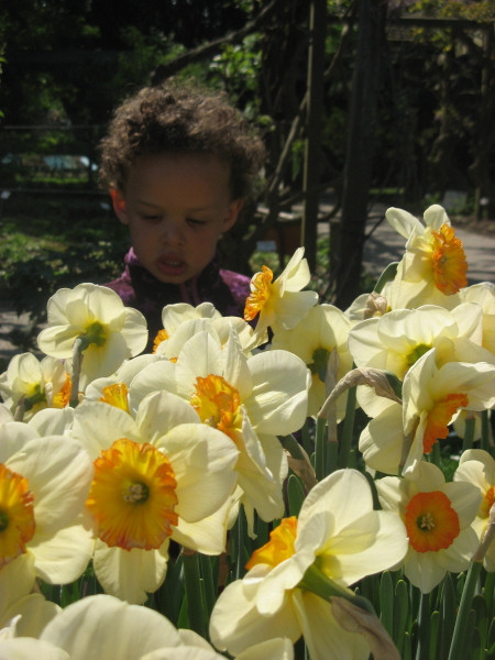 2008 05 07 Ruby among the Narcisuss